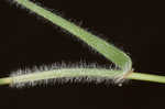 Hairy umbrella sedge